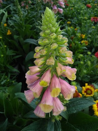 Garden Center at The Home Depot