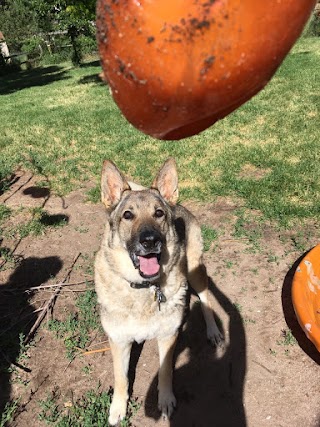 PlayTime Pet Sitters & Dog Walkers of Colorado Springs