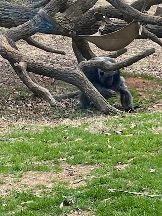 North Carolina Zoo