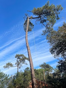 L’arboriste grimpeur du paysage