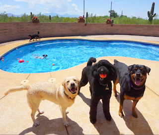 Tucson Adventure Dog Ranch