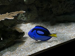 Acuario do Grove