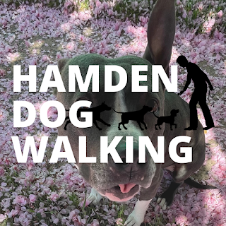 Hamden Dog Walking