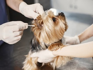 Vida Veterinary Urgent Care