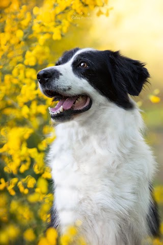 Entre Pattes - éducateur canin, pet sitter et photographe animalier