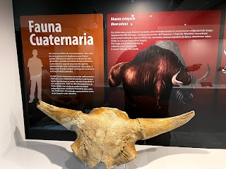 Museo Geológico