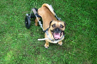 Eddie's Wheels for Pets