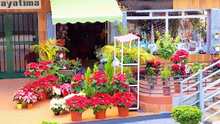 Floristería Mario la Orotava - Flores, plantas, Arreglo, Florares, Decoración