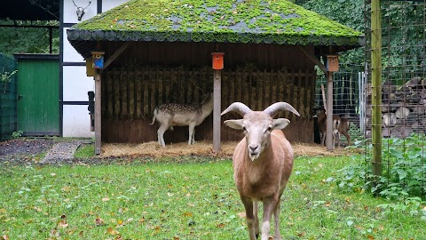 Damwildgehege Bad Oeynhausener Schweiz