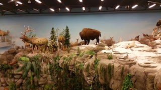 Rosenbruch World Wildlife Museum