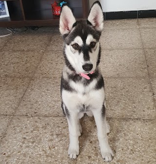 Centro veterinario de Lanzarote