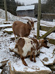 Photo of Gab & the Goats - 70 Rollyson Rd, Lowell, OH 45744, USA
