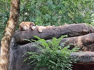 Savanna Hall at Zoo Atlanta