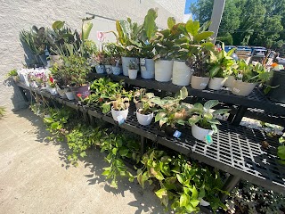 Walmart Garden Center