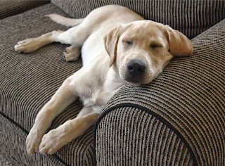 Daisy Carpet Cleaning