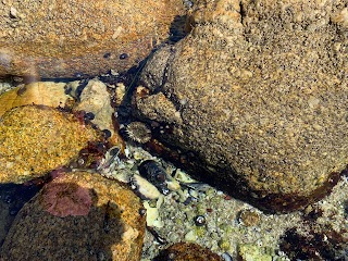 The Great Tide Pool