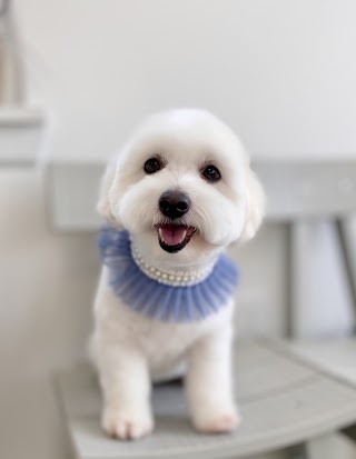 How Cute Dog Grooming