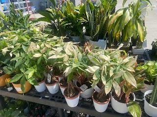 Walmart Garden Center