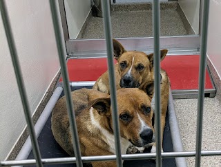 Pima Animal Care Center (Animal Shelter)