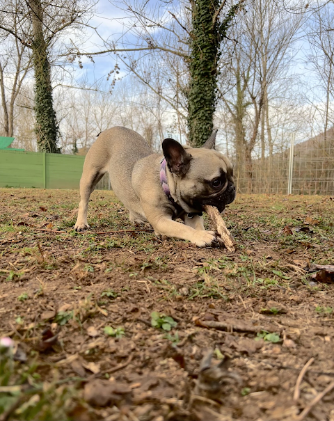 Happy Dog Park