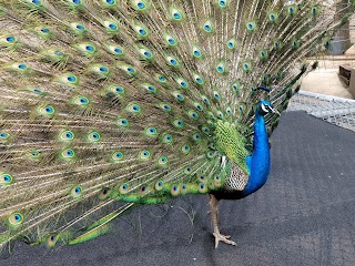 Amarillo Zoo