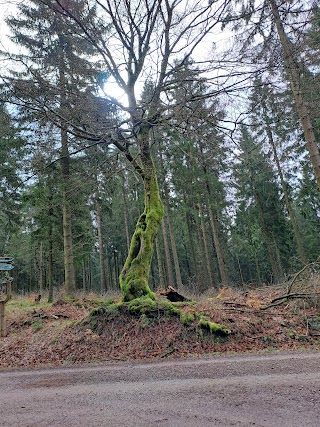 Veilchenbrunnen