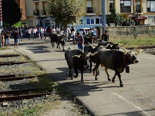 Clínica Veterinaria Carmen Calzada