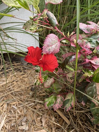 Homestead Greenhouse & Garden Center