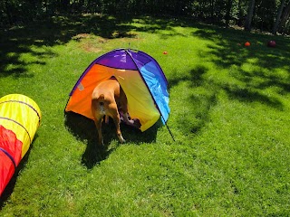 K9 Cabin Dog Day Care