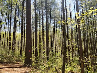 Holmes Educational State Forest