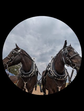 TDR Carriages LLC (Triple Diamond Ranch)