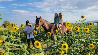 Nature Health Farms Petting Zoo & Alpaca Farm Wedding Chapel in Pahrump