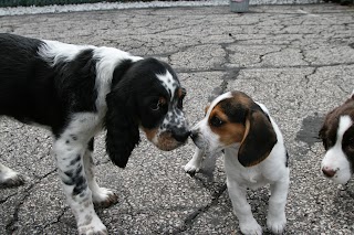 Play Dog Play Canine Care Center