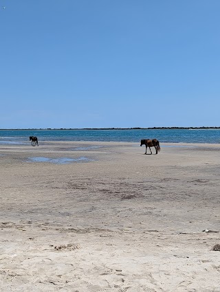 Carolina Ocean Studies; Coastal Field Trips and Outdoor Education