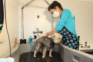 AnimalClinic Veterinario