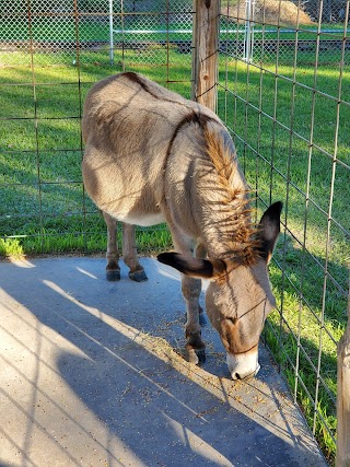 Old MacDonald's Farm