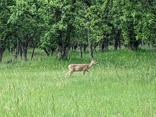 Spearfish Canyon Disc Golf Course