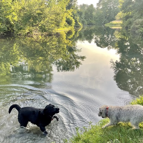 Summer camp for dogs all year long