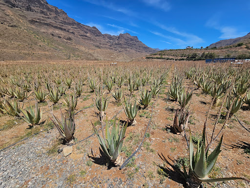 Finca Canarias Aloe Vera Fataga