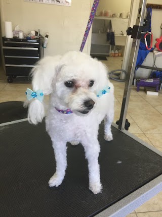 ServePets Dog & Cat Grooming, Day Care, Self Wash & Training in Phoenix, AZ