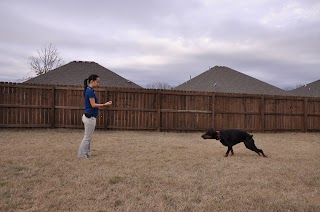 Dog Training, Pet Care & More