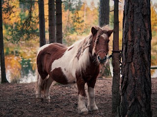 | TIWAP | Tier | Wald | Pädagogik | Plus