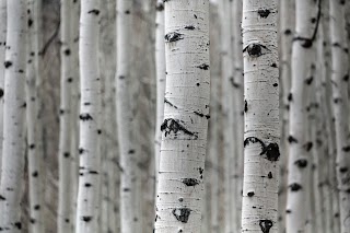 White Aspen Capital