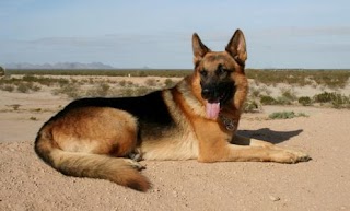 Desert Mountain German Shepherds