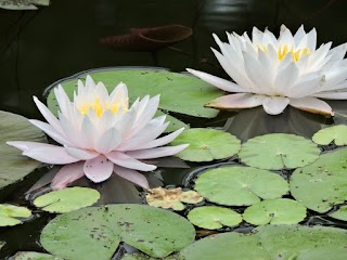 Pittsburgh Botanic Garden