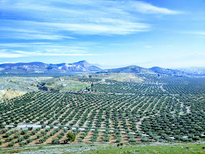 Caballitos del Rey