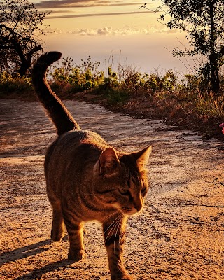 Centro Veterinario Tijarafe