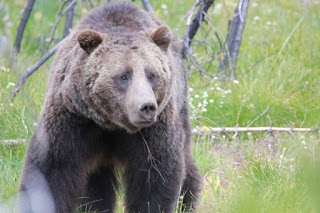 Yellowstone Tours From Jackson Hole