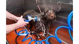 Dogs Day Out Grooming