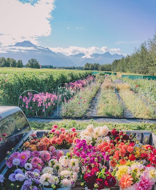 All Dahlia'd Up Flower Farm